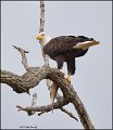 _1SB7752 american bald eagle